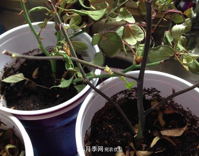 為何月季一剪就死？是修剪時(shí)間還是方法不對？月季修剪6大禁忌(圖2)