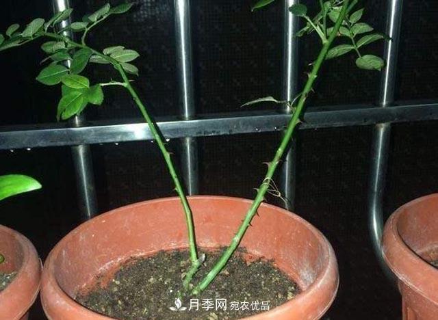 為何月季一剪就死？是修剪時(shí)間還是方法不對？月季修剪6大禁忌(圖3)