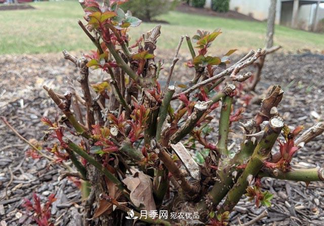 為何月季一剪就死？是修剪時(shí)間還是方法不對？月季修剪6大禁忌(圖4)