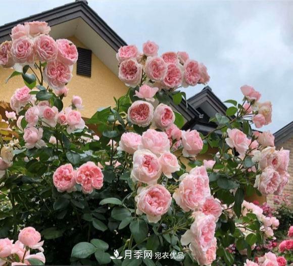 秋天養月季做好4方面，筍芽多開(kāi)花旺(圖1)