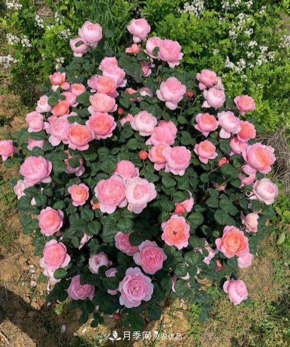 秋天養月季做好4方面，筍芽多開(kāi)花旺(圖2)