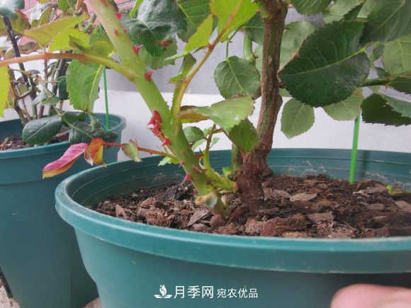 秋天養月季做好4方面，筍芽多開(kāi)花旺(圖3)