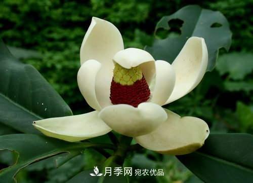 你所不了解的木蘭科植物，含笑，鵝掌楸，木蓮(圖3)