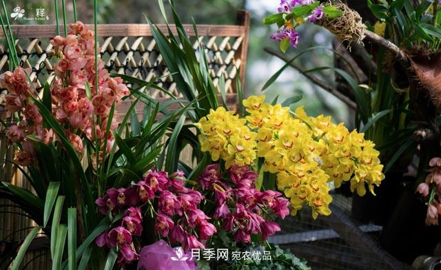 世界第二大植物家族，總共800個(gè)屬，說(shuō)一說(shuō)蘭花那點(diǎn)事(圖1)