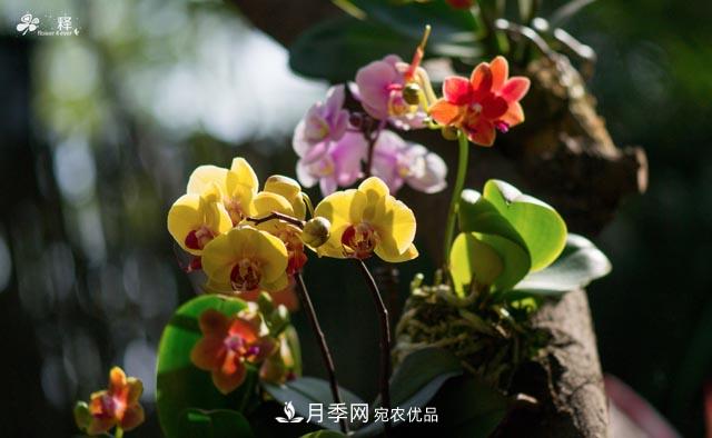 世界第二大植物家族，總共800個(gè)屬，說(shuō)一說(shuō)蘭花那點(diǎn)事(圖2)