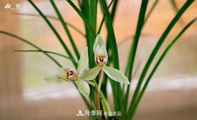 世界第二大植物家族，總共800個(gè)屬，說(shuō)一說(shuō)蘭花那點(diǎn)事(圖3)