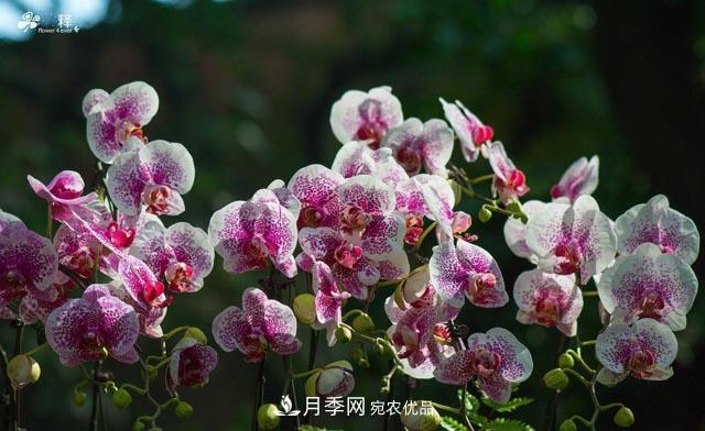 世界第二大植物家族，總共800個(gè)屬，說(shuō)一說(shuō)蘭花那點(diǎn)事(圖4)