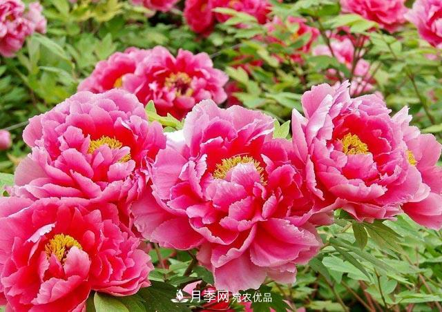洛陽(yáng)牡丹節文化源頭，來(lái)自宋代洛陽(yáng)的牡丹情結(圖1)