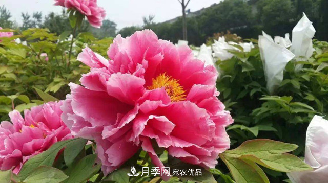 洛陽(yáng)牡丹節文化源頭，來(lái)自宋代洛陽(yáng)的牡丹情結(圖3)