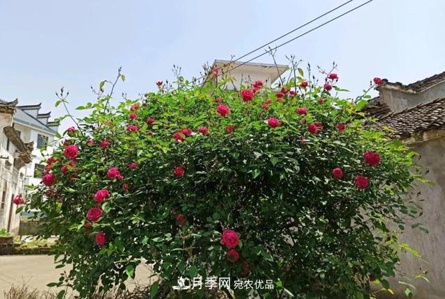 太奶奶養的月季，110歲高齡啦！(圖1)