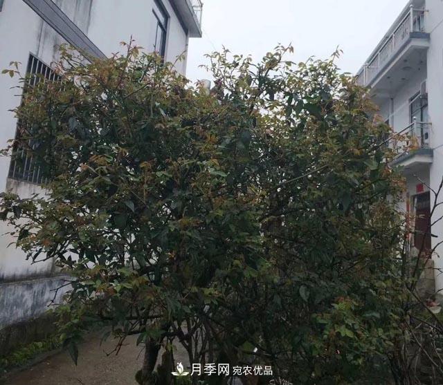 太奶奶養的月季，110歲高齡啦！(圖2)