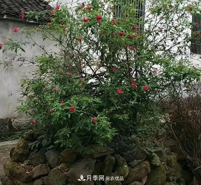 太奶奶養的月季，110歲高齡啦！(圖3)