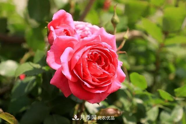 詩(shī)意和禪意：花開(kāi)花落自有時(shí)，總賴(lài)東君主(圖1)