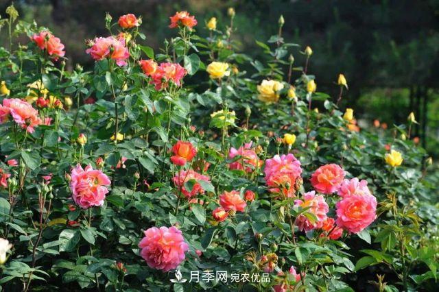 詩(shī)意和禪意：花開(kāi)花落自有時(shí)，總賴(lài)東君主(圖2)