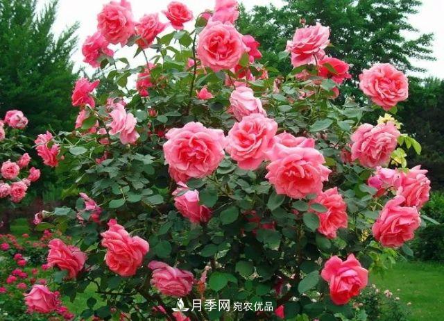 詩(shī)意和禪意：花開(kāi)花落自有時(shí)，總賴(lài)東君主(圖3)