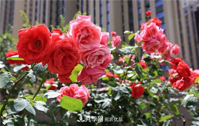 花只能開(kāi)一季？這7種花四季都能賞花，月季花不可缺(圖1)