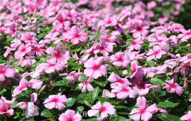 花只能開(kāi)一季？這7種花四季都能賞花，月季花不可缺(圖2)