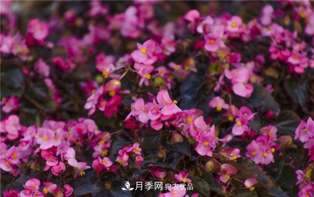 花只能開(kāi)一季？這7種花四季都能賞花，月季花不可缺(圖3)
