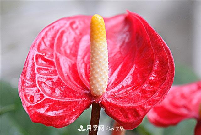 花只能開(kāi)一季？這7種花四季都能賞花，月季花不可缺(圖4)