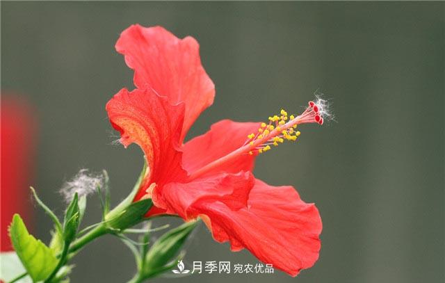 花只能開(kāi)一季？這7種花四季都能賞花，月季花不可缺(圖5)