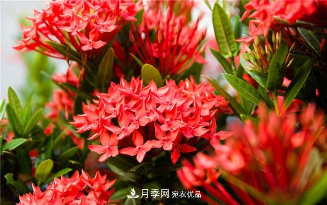 花只能開(kāi)一季？這7種花四季都能賞花，月季花不可缺(圖6)
