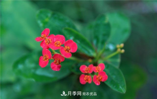 花只能開(kāi)一季？這7種花四季都能賞花，月季花不可缺(圖7)