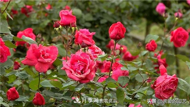 這樣養殖月季，開(kāi)花多多，不懂的朋友可以來(lái)看看講解(圖4)
