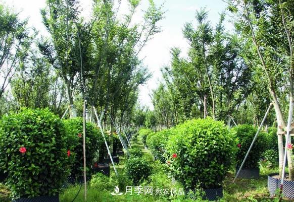 苗木容器苗比地栽苗、裸根苗、假植苗有哪些優(yōu)勢？(圖1)