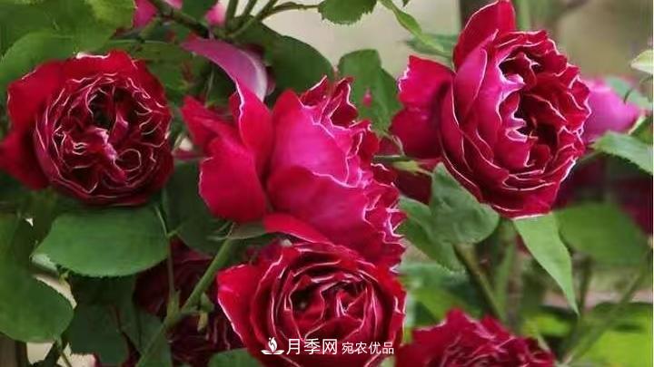 月季花的養殖要點(diǎn)(圖1)