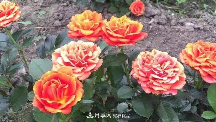 月季花的養殖要點(diǎn)(圖2)
