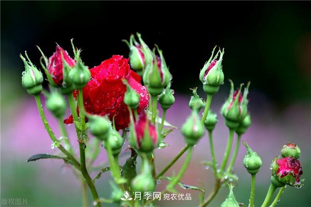 月季秋天如何養護？要“修”又要“防”，兩手抓才能長(cháng)勢良好(圖1)