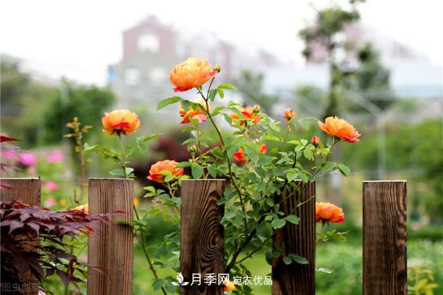 月季秋天如何養護？要“修”又要“防”，兩手抓才能長(cháng)勢良好(圖2)