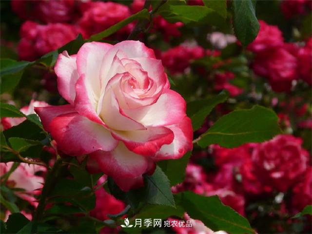 月季養護二三事，做好這幾點(diǎn)，想不開(kāi)花都難(圖1)