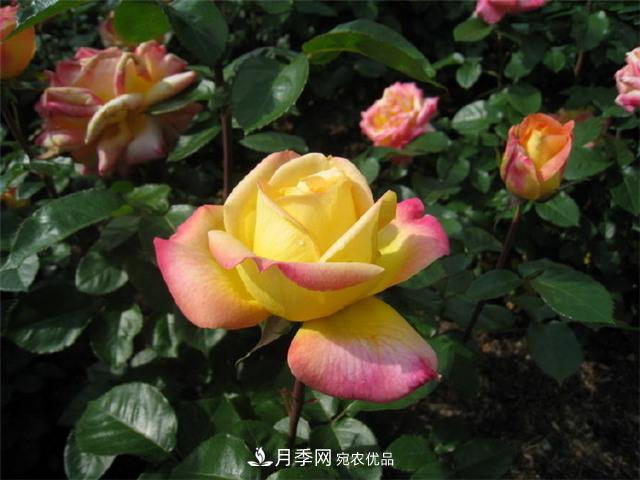 月季怎么種？月季花的種植方法(圖1)