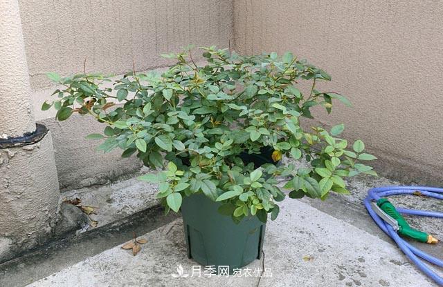 快要開(kāi)花的月季花，一把肥回到了解放前，隨意施肥有風(fēng)險(圖2)