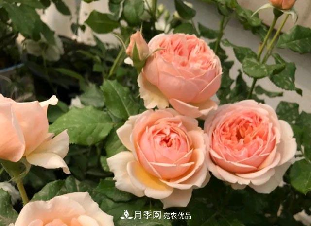 快要開(kāi)花的月季花，一把肥回到了解放前，隨意施肥有風(fēng)險(圖1)