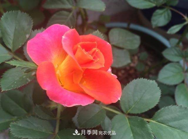 九月養月季，做到&quot;3多&quot;，秋花不愁開(kāi)，春花更可期(圖2)