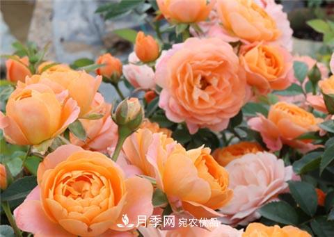 月季不會(huì )修剪？3種情況不要亂剪，一剪就沒(méi)(圖1)