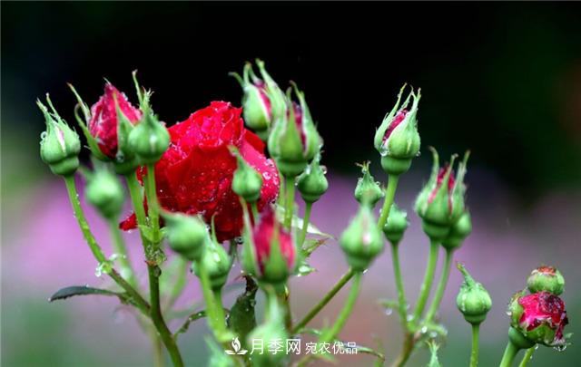為什么要把月季的花苞都掐掉，修剪搭配施肥，10月有驚喜(圖2)