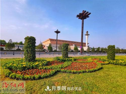 喜迎國慶 160萬(wàn)盆花草扮靚洛陽(yáng)(圖12)