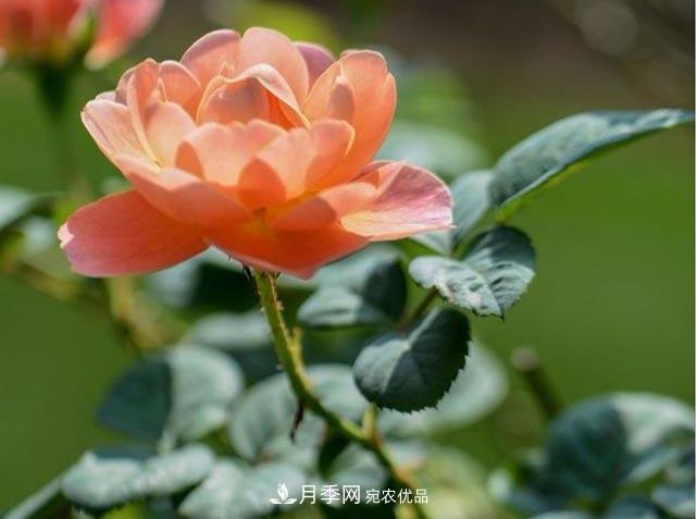 九月份養月季注重3個(gè)步驟，掌握到手開(kāi)花次數多(圖1)