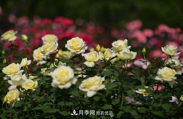 九月份養月季注重3個(gè)步驟，掌握到手開(kāi)花次數多(圖2)
