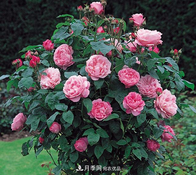 中國不同區域適合培養哪些月季種類(lèi)？(圖1)