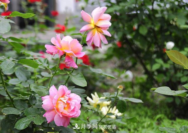 月季花為什么只長(cháng)枝條不開(kāi)花？如何讓月季爆筍？(圖1)