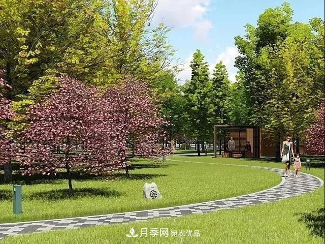 上海松江10萬(wàn)平方米月季小鎮9月底完工，十一等你來(lái)打卡(圖6)