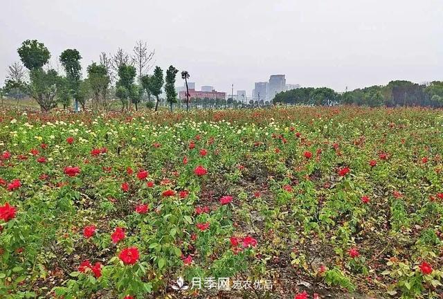 上海松江10萬(wàn)平方米月季小鎮9月底完工，十一等你來(lái)打卡(圖4)