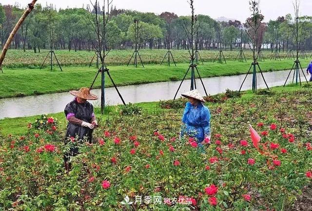上海松江10萬(wàn)平方米月季小鎮9月底完工，十一等你來(lái)打卡(圖3)