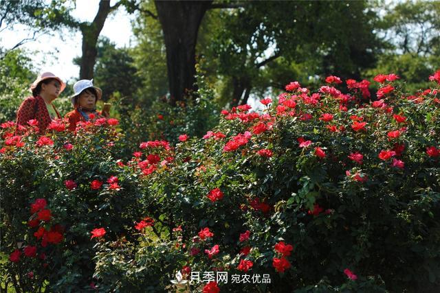 等你來(lái)！北京植物園10萬(wàn)余株月季陸續進(jìn)入花期(圖1)