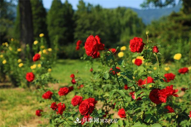 等你來(lái)！北京植物園10萬(wàn)余株月季陸續進(jìn)入花期(圖2)