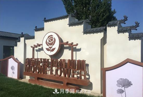 大美鄉村游，走進(jìn)山東濰坊柳林月季園區(圖2)